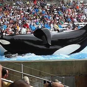 Tilikum Tilikum